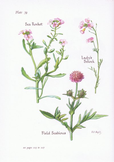 Damesmokke eller gjøkblomst, markskabb, sjørakett, 1951 av Bessie D. Inglis
