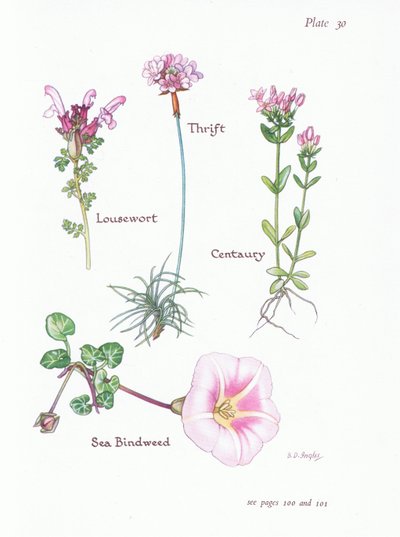 Lousewort, Thrift or Sea Pink, Centaury, Sea Bindweed, 1951 av Bessie D. Inglis