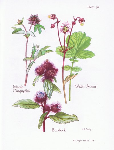 Marsh Cinquefoil, Burdock, Water Avens, 1951 av Bessie D. Inglis