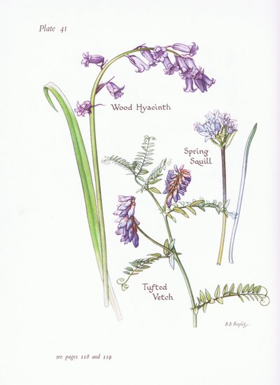 Spring Squill, Wood Hyacinth, Tufted Vikker, 1951 av Bessie D. Inglis