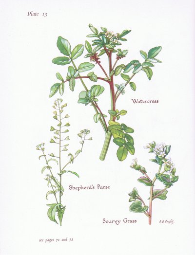 Brønnkarse, Shepherds Purse, Scurvy Grass, 1951 av Bessie D. Inglis