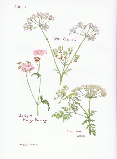 Wild Chevril, Hemlock, Upright Hedge Persille, 1951 av Bessie D. Inglis