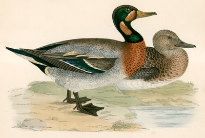 Bimaculated Duck av Beverley R. Morris