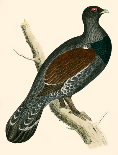 Capercaillie av Beverley R. Morris