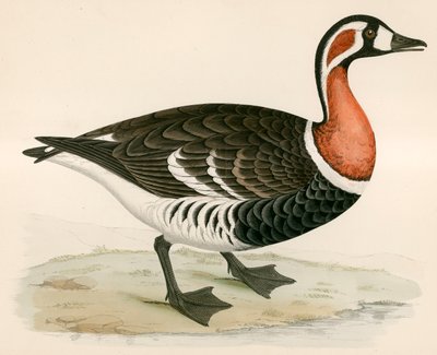 Rødbrynet gås av Beverley R. Morris