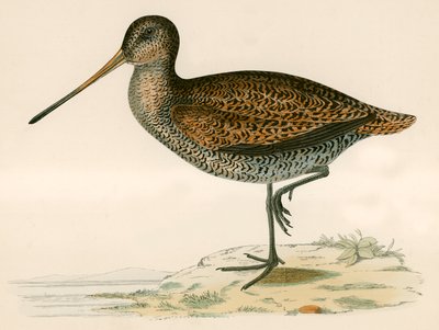 Sabines snipe av Beverley R. Morris