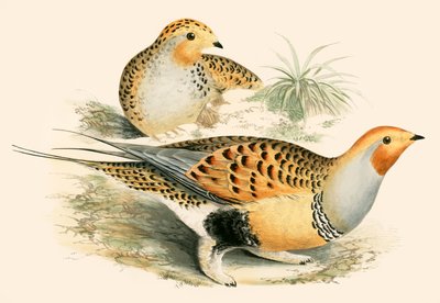 Sand Rype av Beverley R. Morris