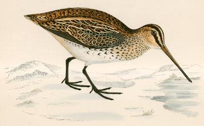 Snipe av Beverley R. Morris