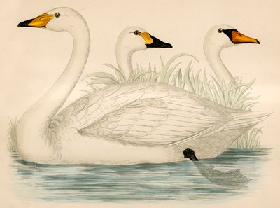 Svaner av Beverley R. Morris