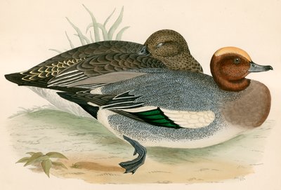 Wigeon av Beverley R. Morris