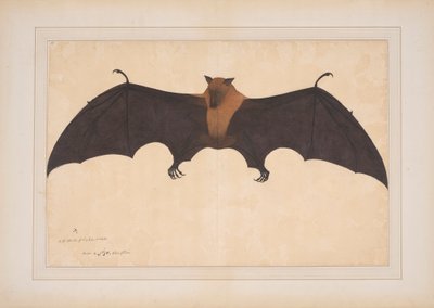 En flott indisk fruktflaggermus eller flyvende boks (Ptreopus Giganteus) av Bhawani Das