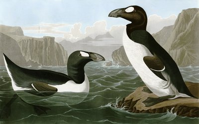 Flott Auk av Bird Artist of America. John James Audubon