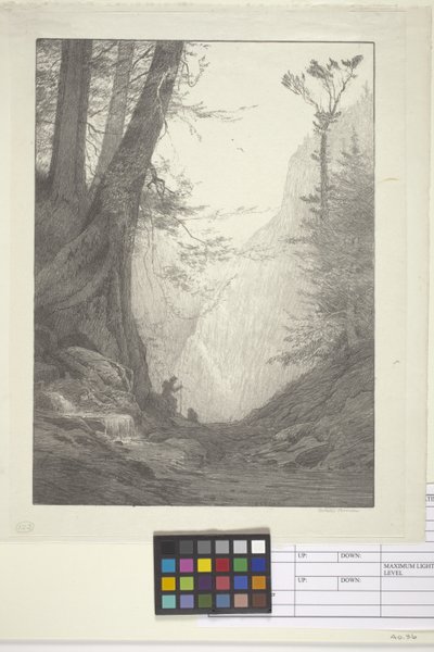 Store sedertre (blekk på papir, litografi) av Bolton Coit Brown