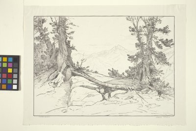 Sierra Pines (blekk på papir) av Bolton Coit Brown
