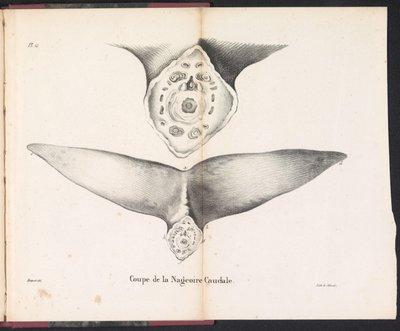 Utsnitt av hvalens halefinne, 1827 Coupe de la Nageoire Caudale (tittel på objekt) av Bossuet
