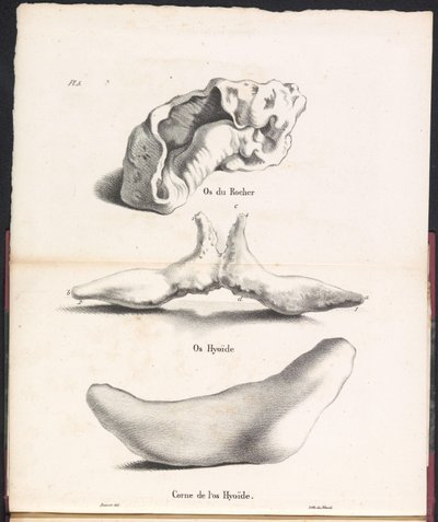 Tre deler av hyoidbenet til hvalen, 1827 Os du Rocher / Os Hyoid / Corne de l