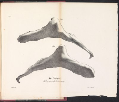 Hvalens hofteben, 1827 Os Pelviens (tittel på objekt) av Bossuet