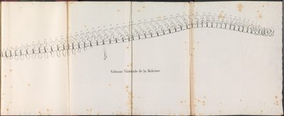 Hvalens ryggrad, 1827 Colonne Vertébrale de la Baleine (tittel på objekt) av Bossuet