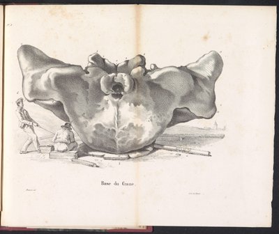 Hvalhodeskalle, 1827 Base du Crane (tittel på objekt) av Bossuet
