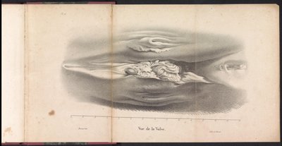 Hvalens kvinnelige kjønnsorganer, 1827 Vue de la Vulve (tittel på objekt) av Bossuet
