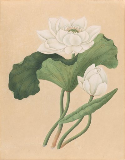 Øst-indisk lotus (Nelumbo nucifera) av British 19th Century
