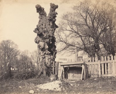 Gammelt tre nær Chatham av British 19th Century