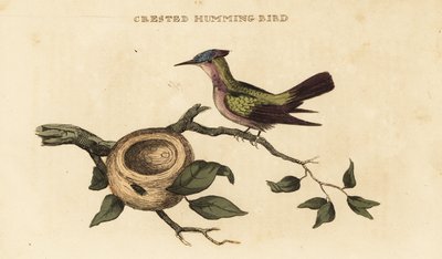 Antilleansk kolibri, Orthorhyncus cristatus av British School