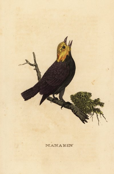 Gullhodet manakin, Ceratopipra erythrocephala av British School