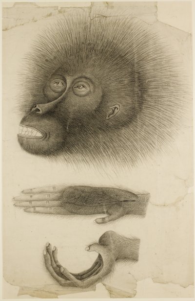 Hodet og hendene til en orangutang, ca. 1818-30 (blyant og akvarell på papir) av British School