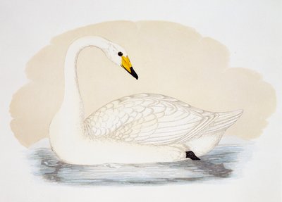 Vill svane (Cygnus cygnus), gravering, Storbritannia av British School