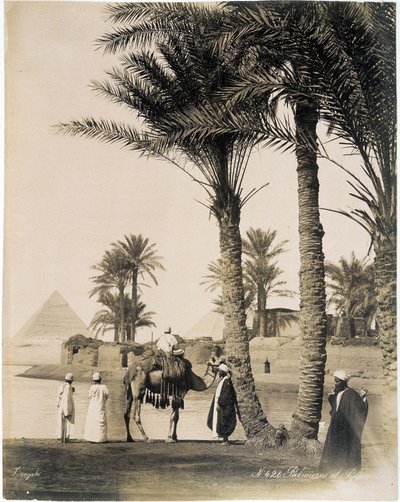 Palmelund ved foten av pyramidene i Egypt - fotografi av Zangali Brothers, sent på 1800-tallet av Brothers Zangaki