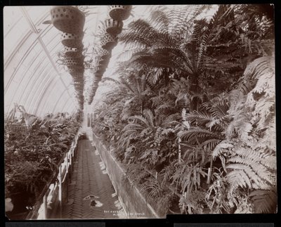 Planter i et drivhus på Helen Gould-eiendommen (sen Jay Gould-residens) i Tarrytown, New York, 1894 (sølvgelatintrykk) av Byron Company