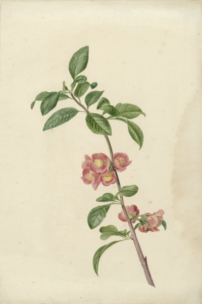 Blomstrende gren japansk kirsebær av C.J. Kruimel