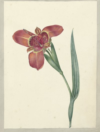 Blomsten heter Ferraria Tigrina av C.J. Kruimel