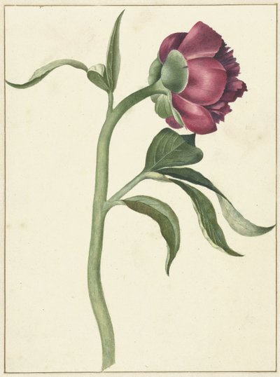 Peon blomst av C.J. Kruimel