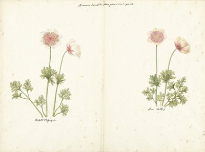 To studier av anemoner av C. Baak