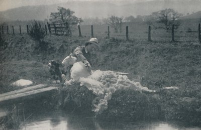 Saueklipping, 1910 av C. Reid