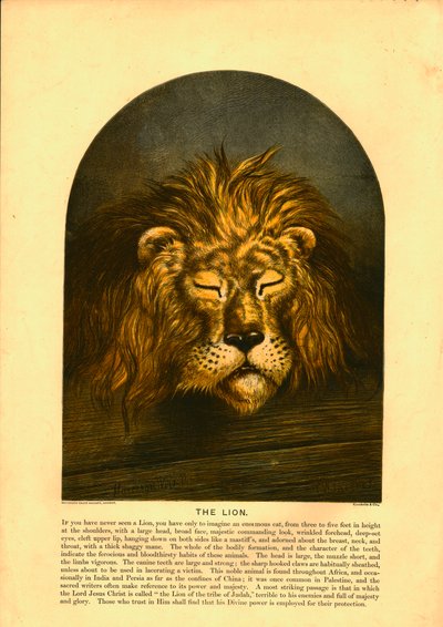 'Løven' av C Sheeres