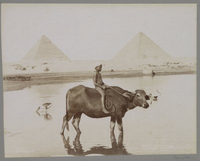 Gutt på en bøffel med to pyramider i bakgrunnen i Egypt Beufe et Pyramides (tittel på objekt) av C. and G. Zangaki