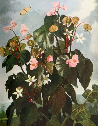 'Oblique-leaved Begonia', c1800, 1948. av Caldwell