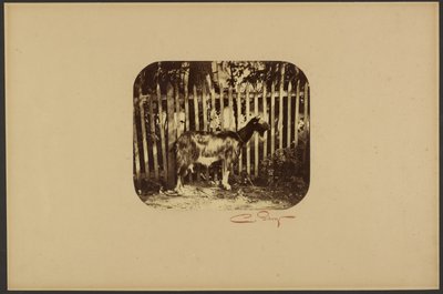  av Camille Silvy