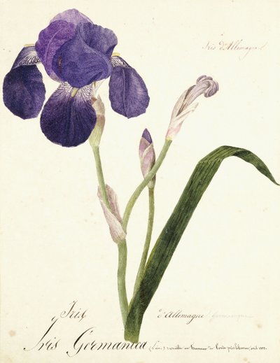 Tysk Iris Iris Germanicus, ca. 1815-1851 av Capitaine Pelletier