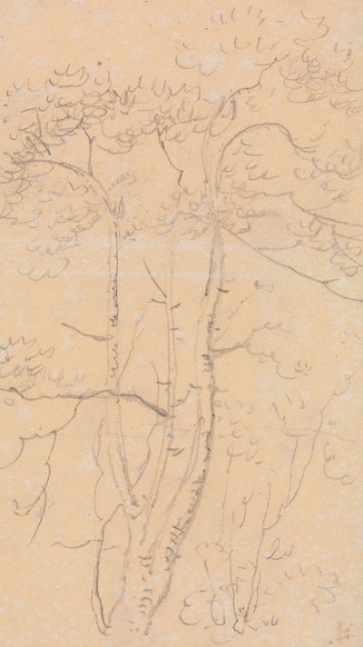 Sketch of Trees, Shorwell, Isle of Wight av Capt. Thomas Hastings