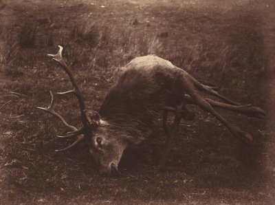 Død hjort av Captain Horatio Ross