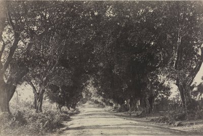 Avenue of the Banian Trees, Seringham, India, 1858. av Captain Linnaeus Tripe