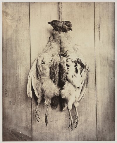 Rapphøns recto, ca. 1861. av Captain N. Baily