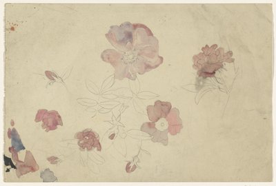Blomsterstudier i lilla og rosa av Carel Adolph Lion Cachet