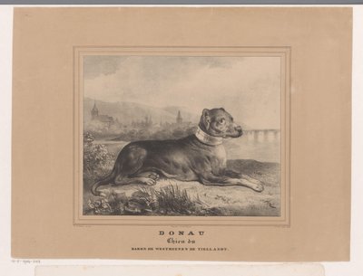 Hunden Donau Donau. Chien du Baron de Westreenen de Tiellandt (tittel på objekt) av Carel Christiaan Antony Last