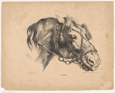 Hestehode med hodelag Pictura (serietittel på objekt) av Carel Christiaan Antony Last