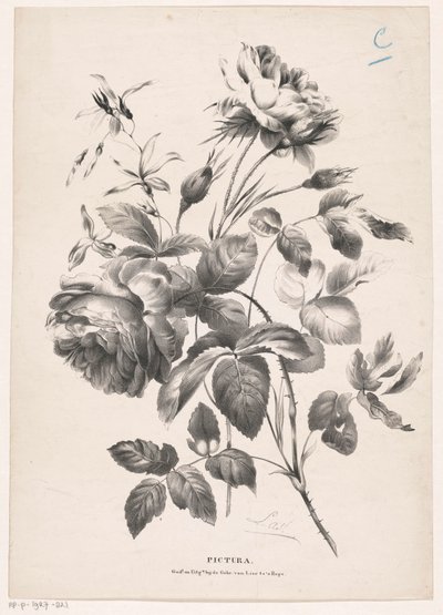 Twee rozen Pictura (serietittel på objekt) av Carel Christiaan Antony Last